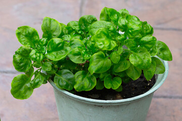 Brazilian spinach, fresh green leaves