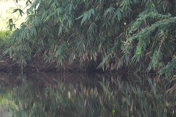 A bush with natural beauty
