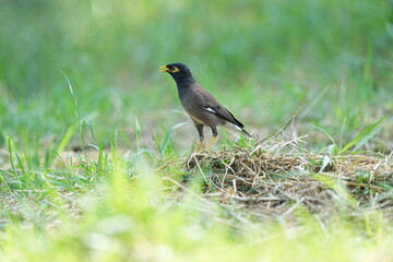 Mynas live naturally in Thailand.