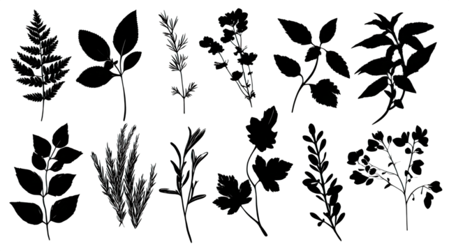 A collection of various plant leaves and flowers, highlighting their shapes and forms in a detailed arrangement.