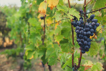 Close-up of a bunch of grapes ready for picking,  in a vineyard during the harvest season