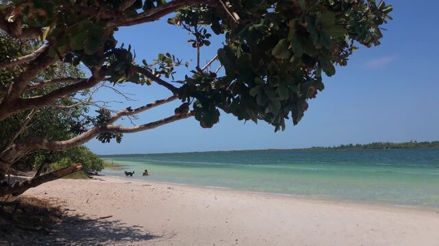 Tropical beach scene with patchy shade from trees, turquoise lagoon, and a dog with bathers.