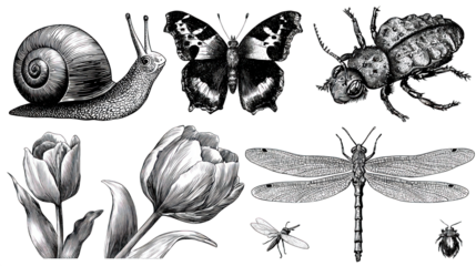 A collection of detailed illustrations featuring a snail, butterflies, a bee, a dragonfly, and tulips, showcasing various natural elements.