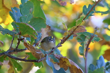 goldcrest