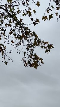 High quality 4k footage. Late autumn. Leaves flutter in the wind
