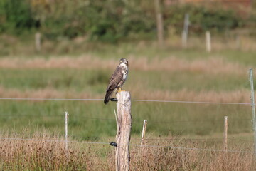 buzzard