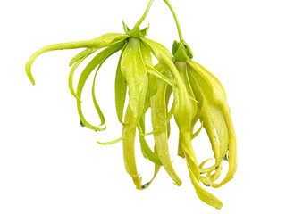 green beans isolated on white background, Cananga odorata (Lam.) Hook. f. & Th. var. fruticosum (Craib) J. Sinclair., Ka-dung-nga-song-kla, Dwarf Ylang-Ylang, Flowers, leaves, png, yellow