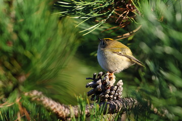 goldcrest