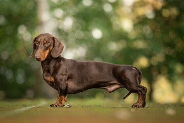 Brown The Rabbit Dachshund Smooth-haired portrait