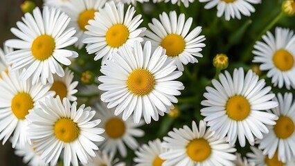 Cluster of fresh daisies with white petals and yellow centers in soft directional light.