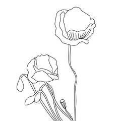 Botanical line art. Poppy flowers isolated. Hand painted botanical vector illustration.