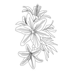 Lily Line Art. Flower Coloring Page. Botanical vector illustration.