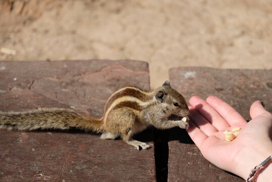 squirrel in the hand Shows a squirrel interacting with a hand. Full-frame composition, brown-beige tone. Realistic style, wildlife background