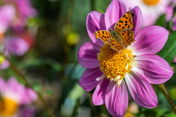ピンク色のダリアの花で吸蜜するキタテハ