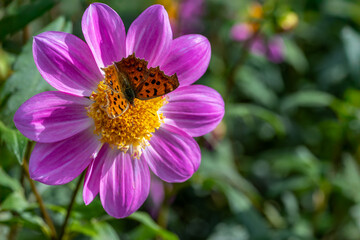 ピンク色のダリアの花で吸蜜するキタテハ