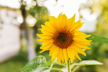 Obraz premium Close-up of a bright yellow sunflower in sunlight with natural garden background.
