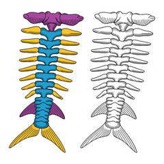 Colorful Stylized Fish Skeleton Vector Illustration – Hand-Drawn Marine Anatomy Design, fish skeleton, fish bones