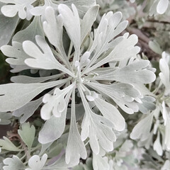 Soft silver foliage with delicate, feather-shaped leaves in a close-up view.