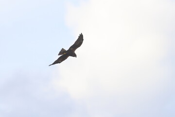 buzzard