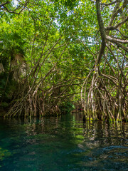 un c&eacute;note entre les arbres, Quintana Roo, Yucatan
