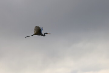 white heron
