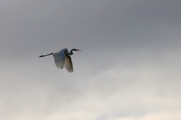 white heron