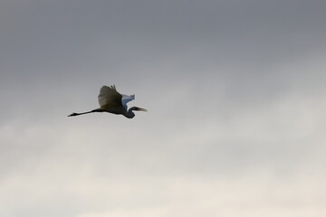 white heron