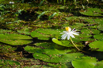 Vibrant white water lily (Nymphaea pubescens) flower blooming in a tranquil pond among green lily...
