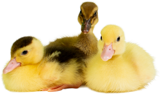 Baby Ducks PNG for Design and Illustration Projects