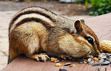chipmunk  in the park