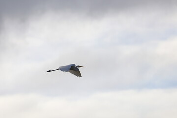 white heron