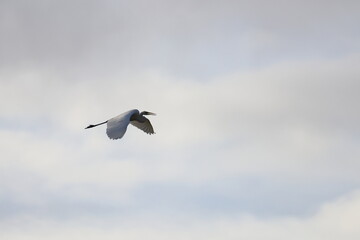 white heron