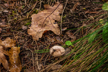Small wild mushroom emerges through forest floor covered in pine needles, oak leaves, and moss in damp autumn woodland environment.