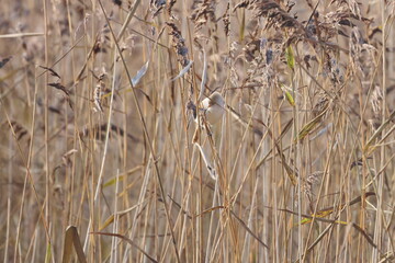Fototapeta premium bearded reedling