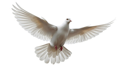 Fototapeta premium White dove flying with wings spread isolated on transparent background