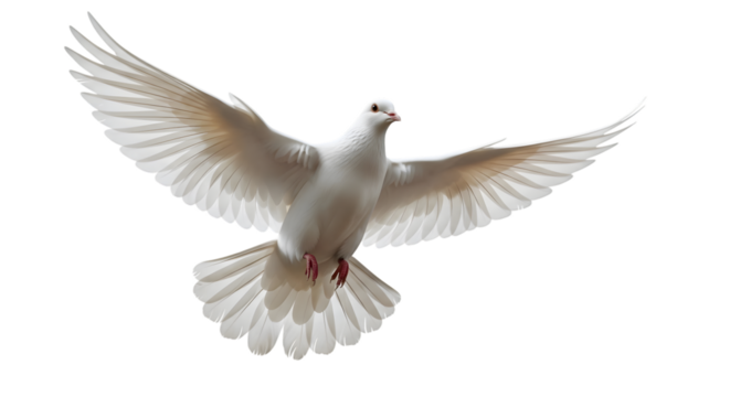 White dove flying with wings spread isolated on transparent background