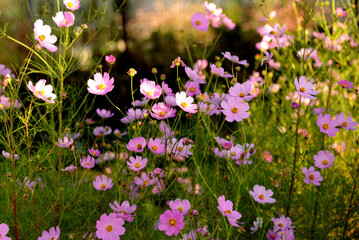秋の花コスモス