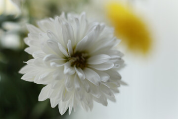 Macro photograph of a chrysanthemum bouquet with strong selective focus. Soft petals, gentle pastel tones, and dreamy blurred background create a delicate floral composition ideal for themes of nature