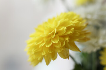 Fototapeta premium Macro photograph of a chrysanthemum bouquet with strong selective focus. Soft petals, gentle pastel tones, and dreamy blurred background create a delicate floral composition ideal for themes of nature