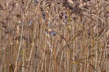 bearded reedling