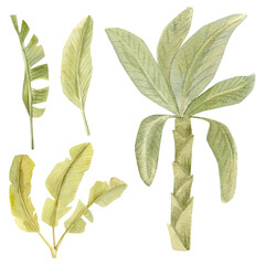 Watercolor Banana Tree and Leaves Clipart Set – Tropical Botanical Illustration, Exotic Greenery PNG, Jungle Nature Art, Hand-painted Boho Plant Collection