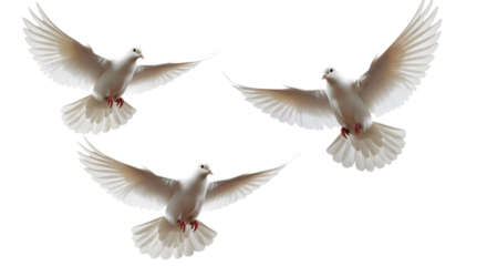 Three white doves flying together isolated on transparent background