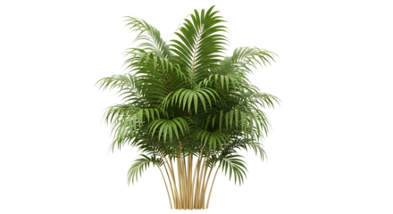 Green palm tree isolated on transparent background