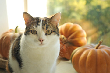 Autumn photos of a cat with pumpkins.


