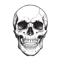 Fototapeta premium Human skull detailed sketch front view scary and macabre