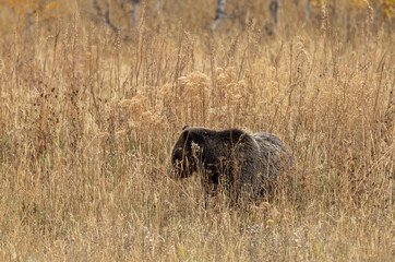 Grizzly Bear in Tall Weeds in Autumn in Grand Teton National Park Wyoming