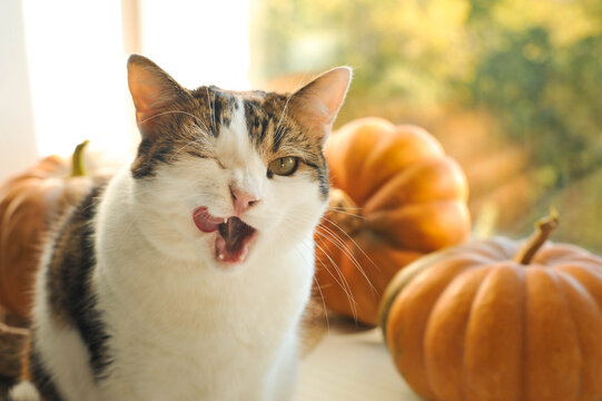 Autumn photos of a cat with pumpkins.


