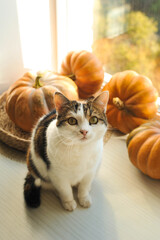 Autumn photos of a cat with pumpkins.


