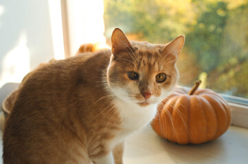 Autumn photos of a cat with pumpkins.

