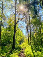 Obraz premium Bright sunlight shines through trees on a serene forest path during midday in a lush green landscape